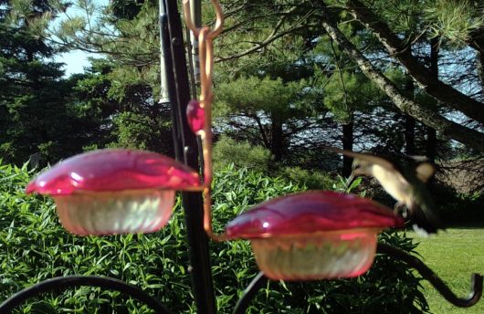 6 oz hummingbird feeder