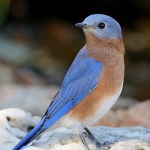 Blue Bird