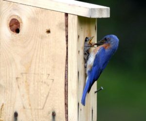 Blue Birds