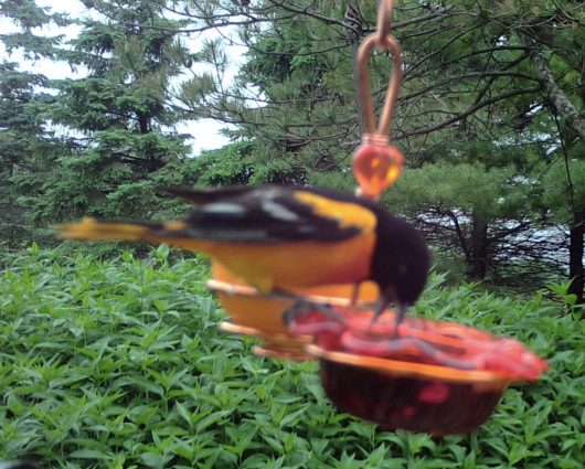 Double Staggered Oriole