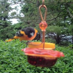 Double Staggered Oriole Feeder
